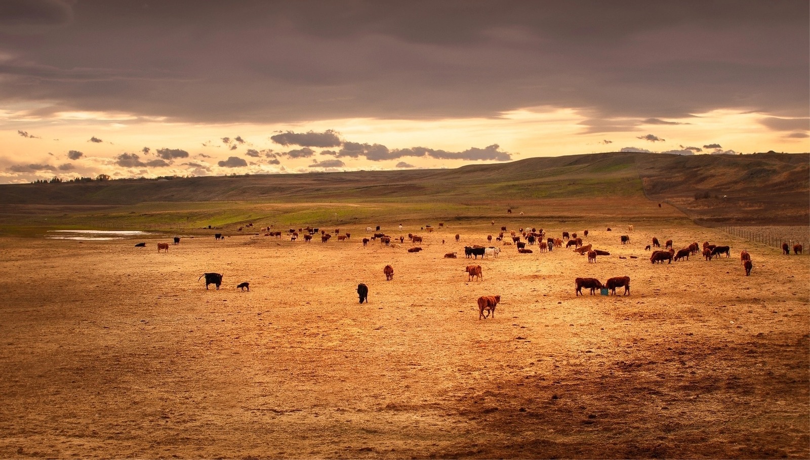 cattle grazing in a field