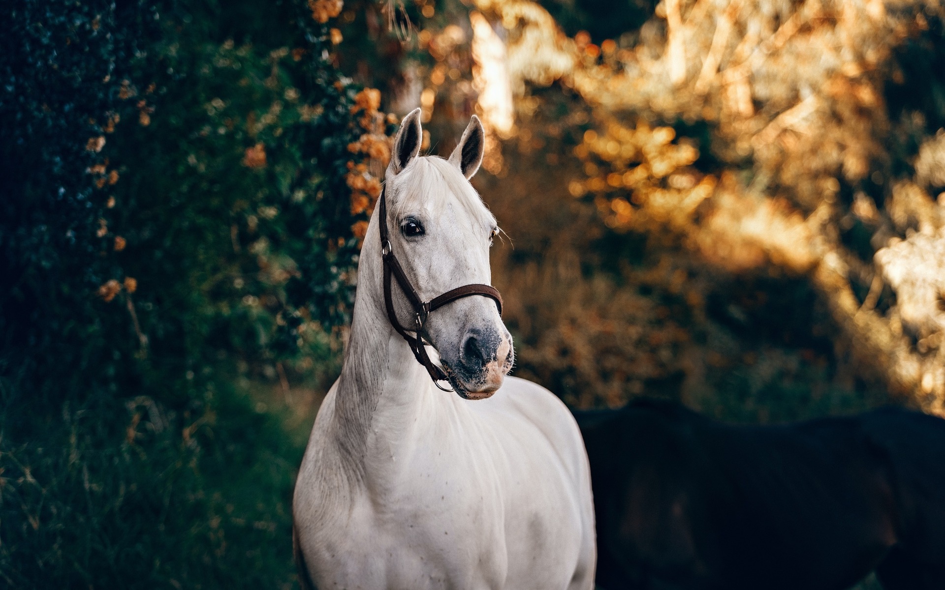 Healthy Horse