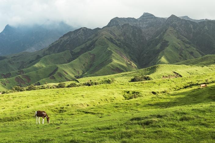 Horse Grazing in a Field