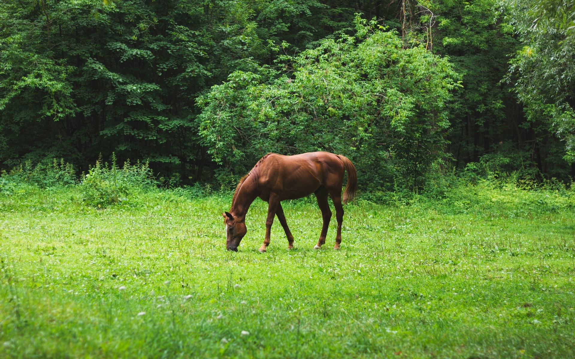 Healthy Horse