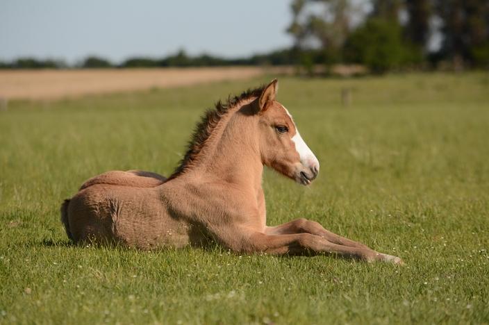 Healthy Foal