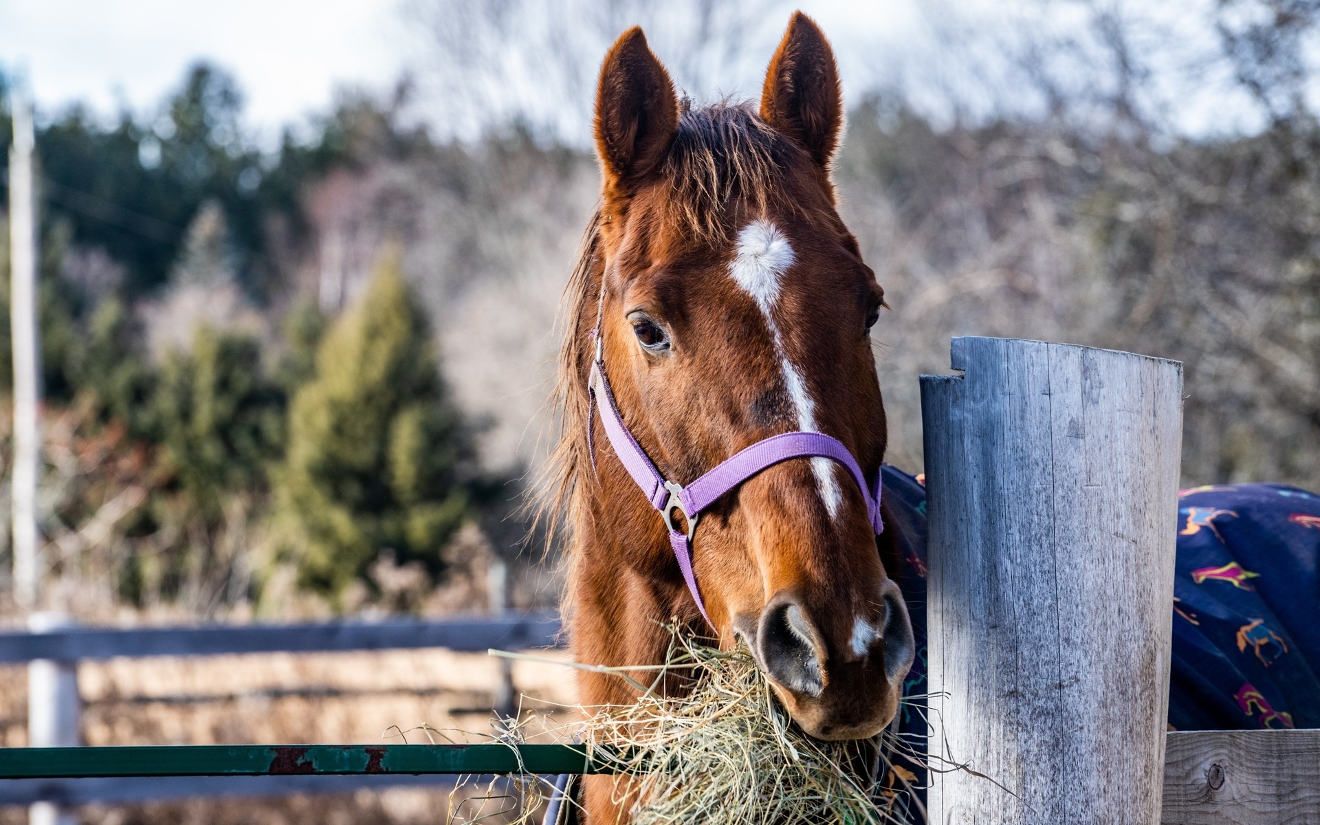 Horse Eating Hay