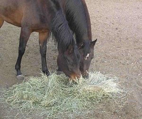 Horse Eating Hay