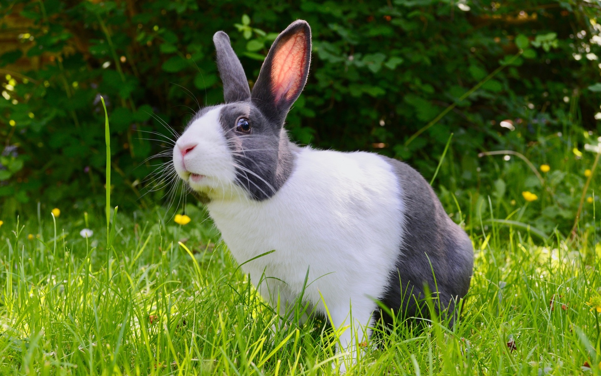 Rabbit Inspecting Grass