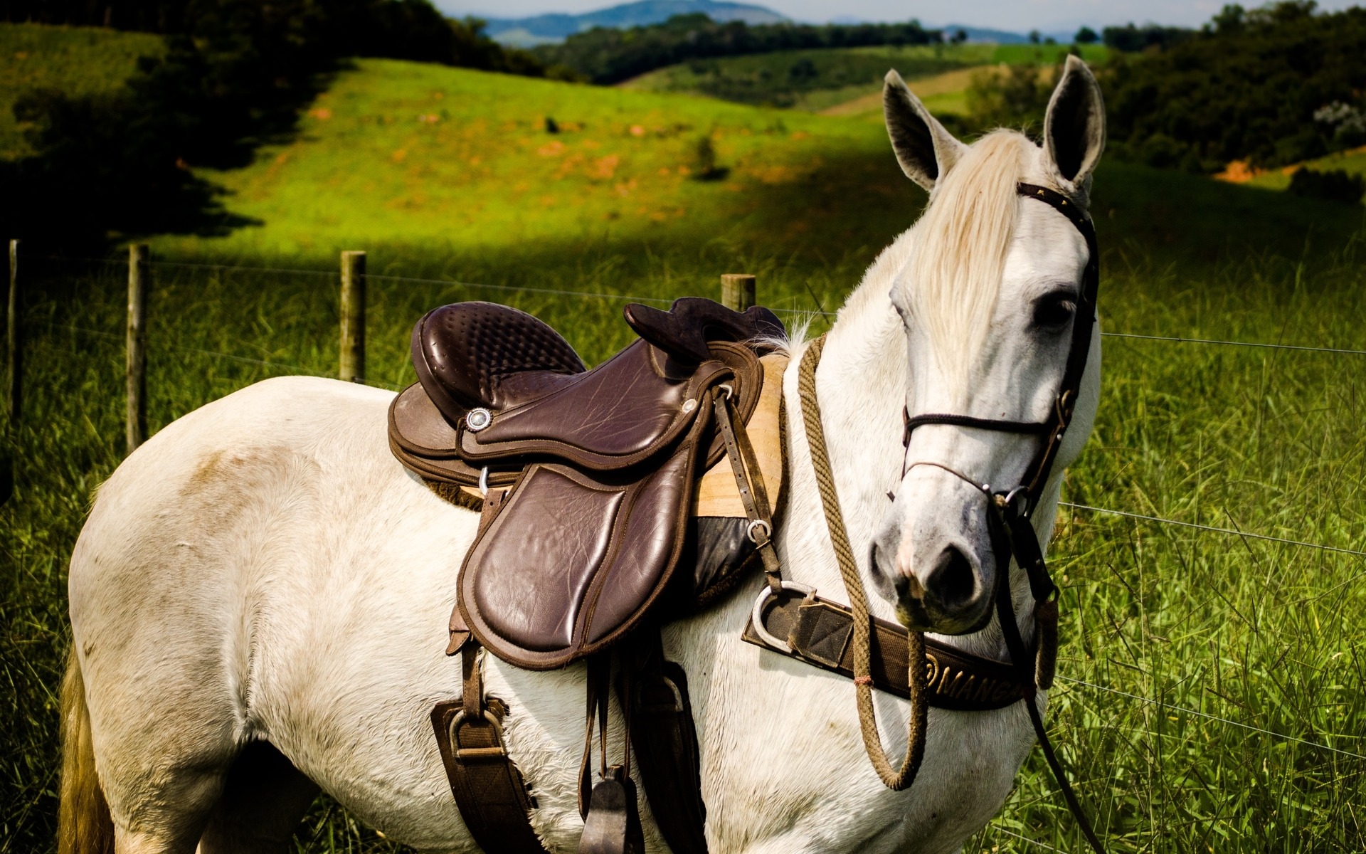 Horse Ready for a Rider