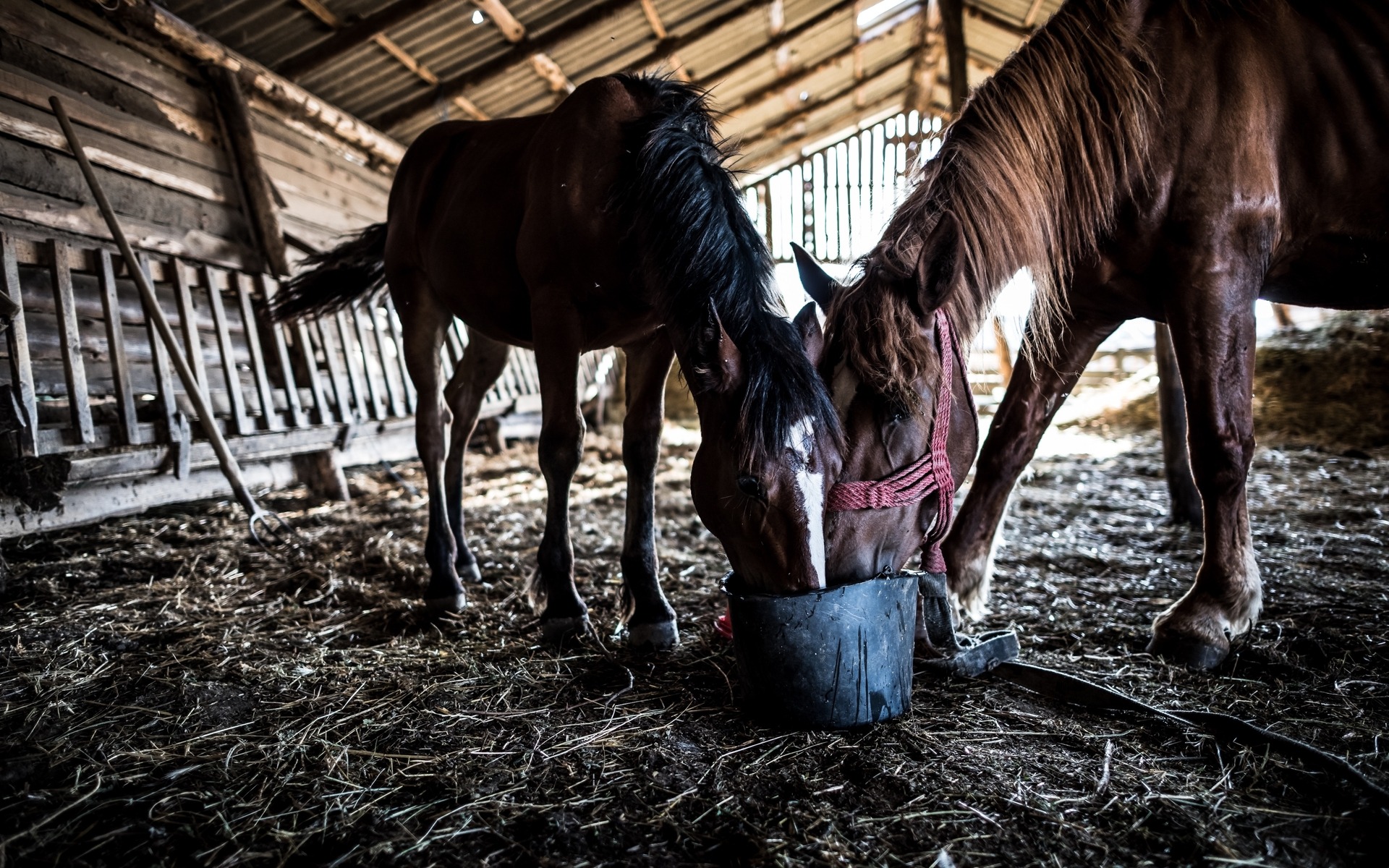 Horse Feed