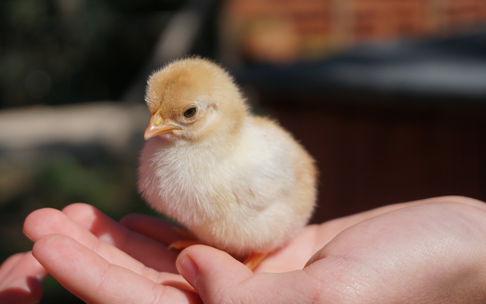 Chick Ready for Purchase