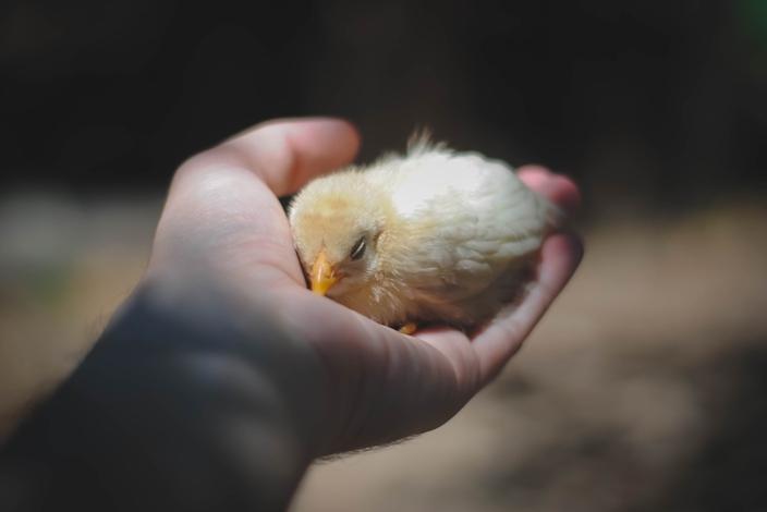 Sleeping Chick