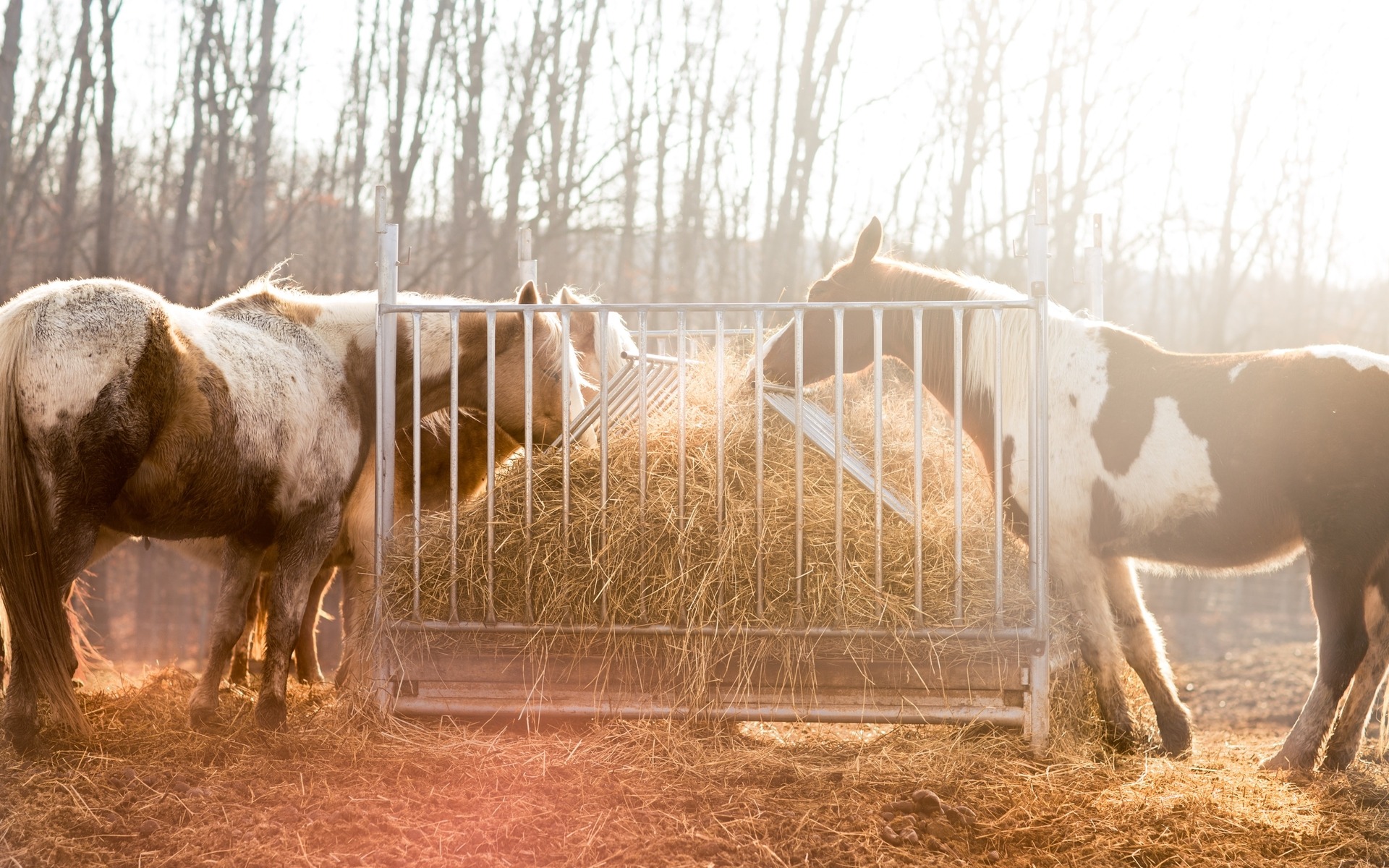 Horse Feed