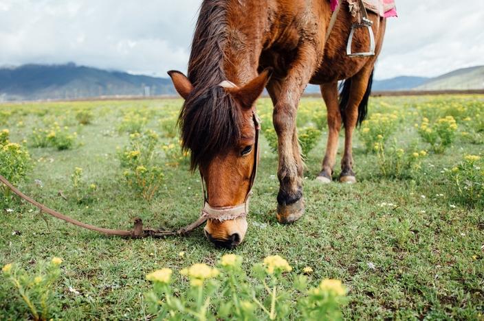 Horse Grazing