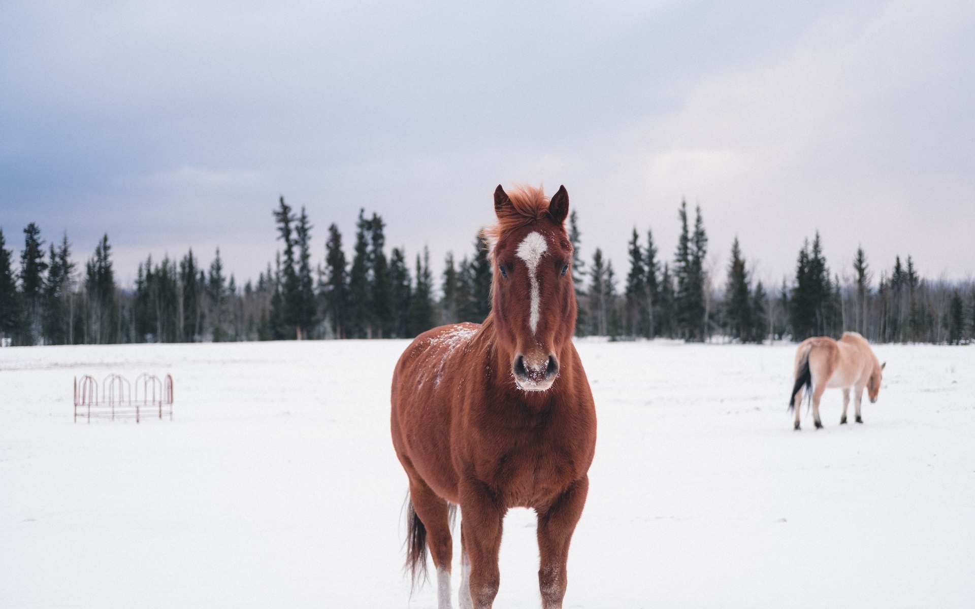 Horse That's Been Winterized