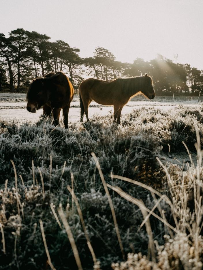 Horse Grazing on Frosted Grass