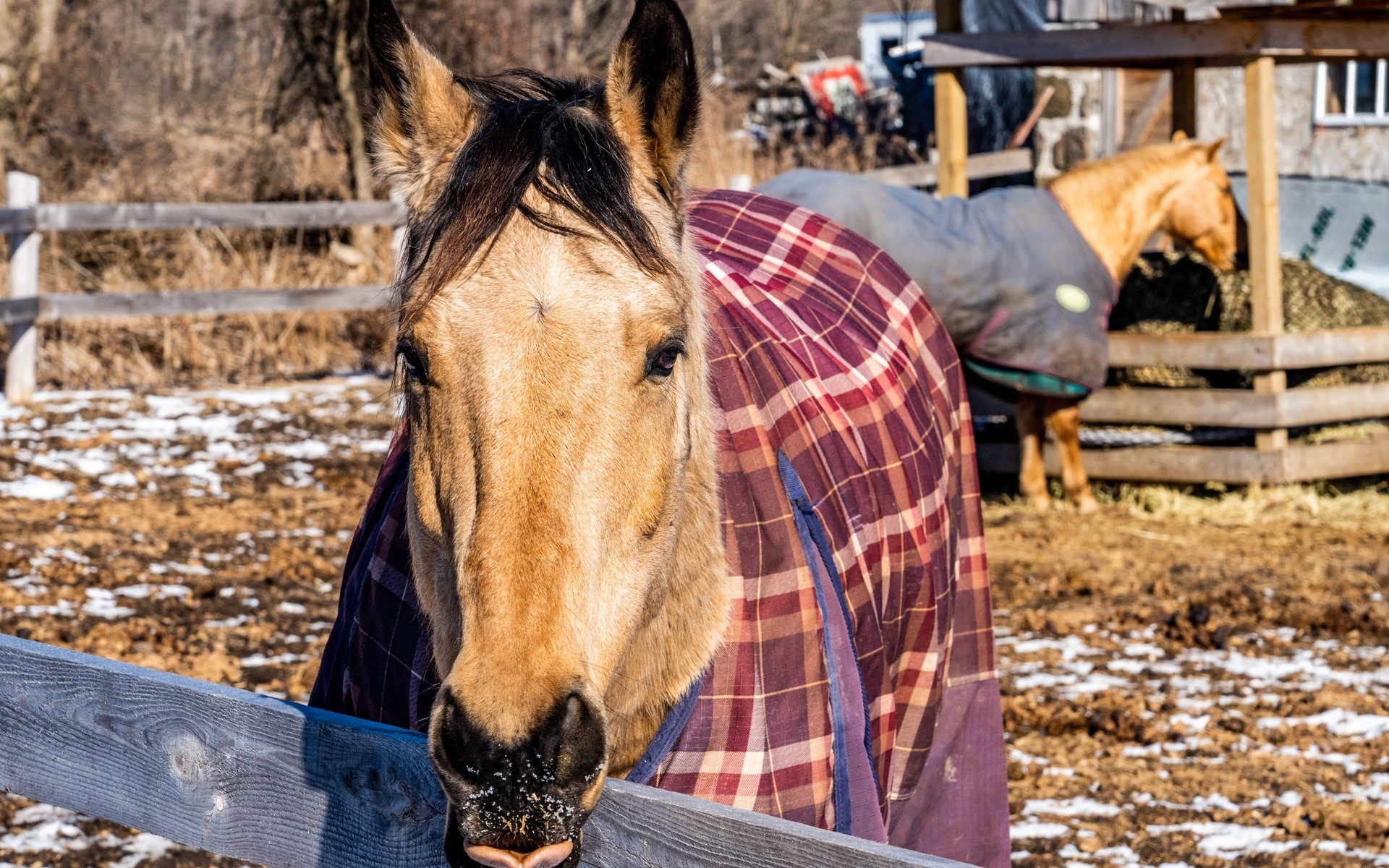 Horse with a winter blanket