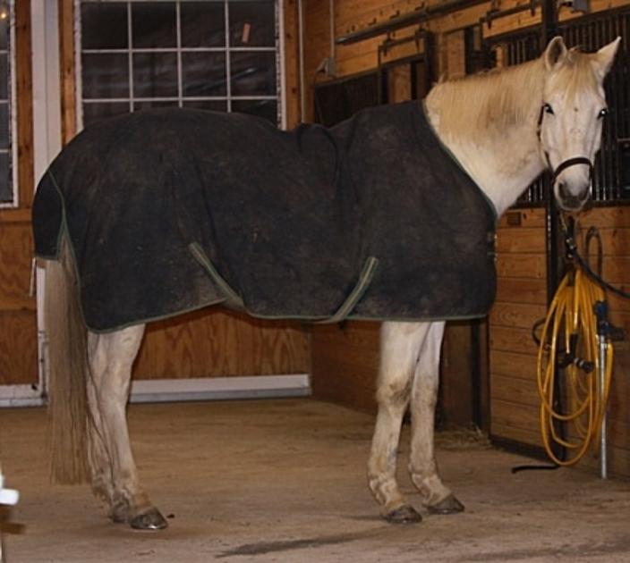 Winterized Horse