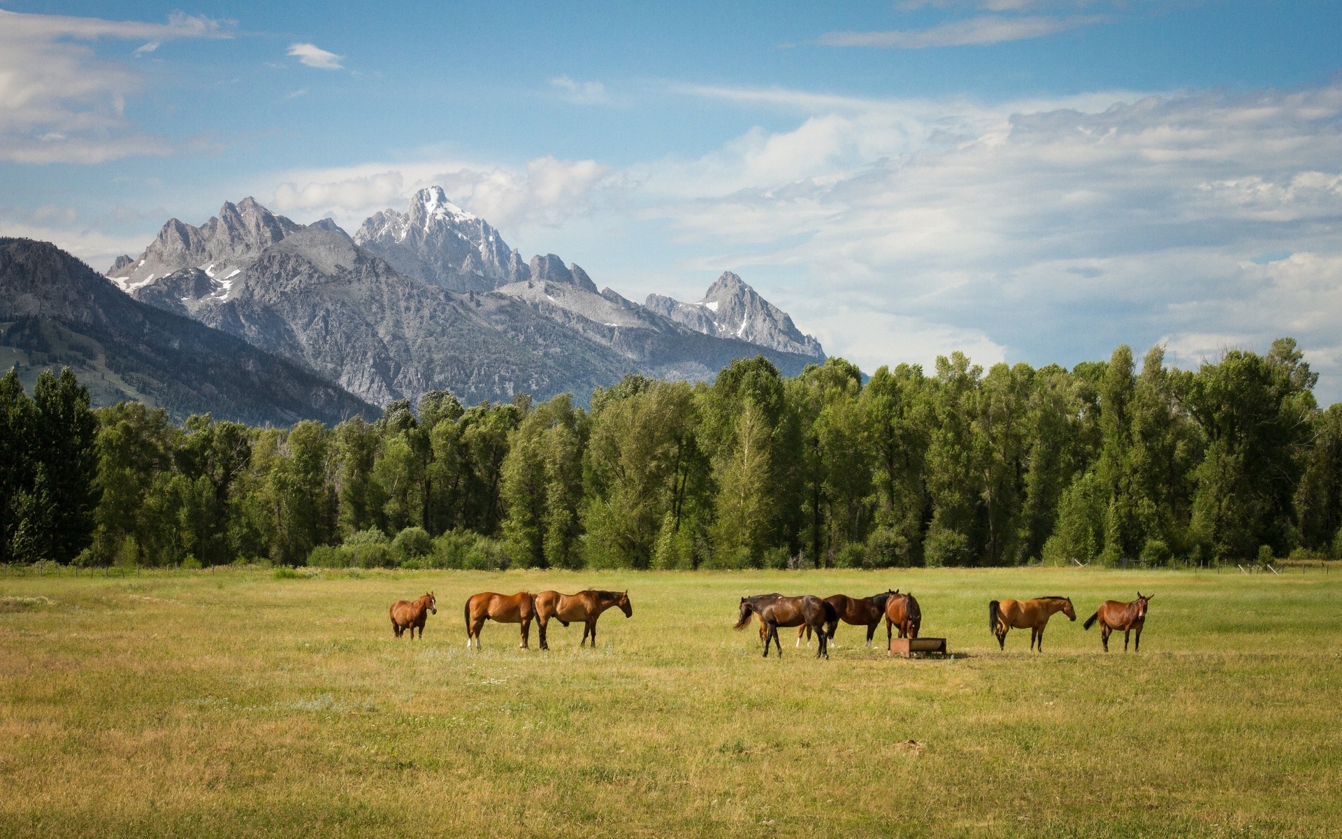 Horses Grazing