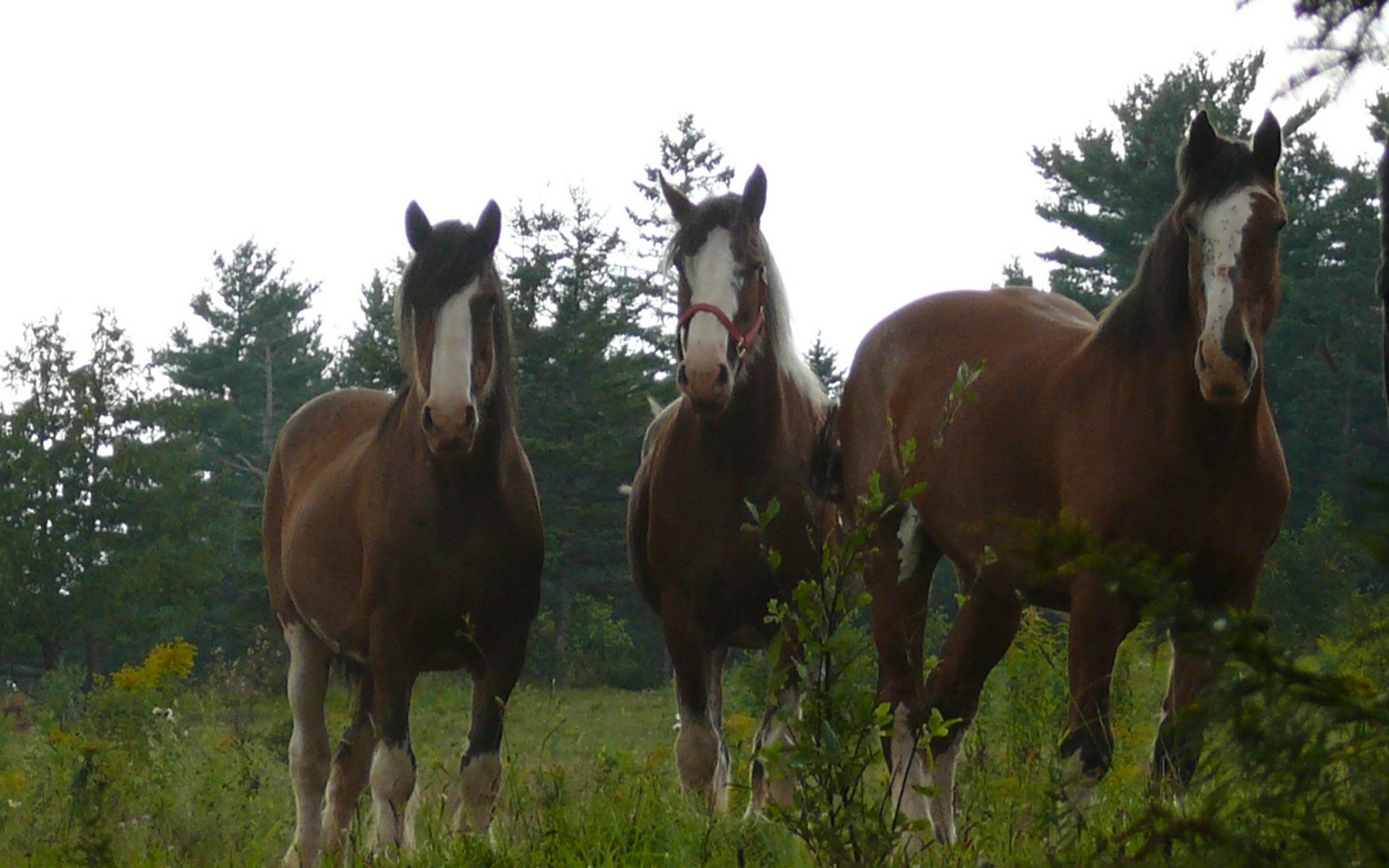 Horses Foraging