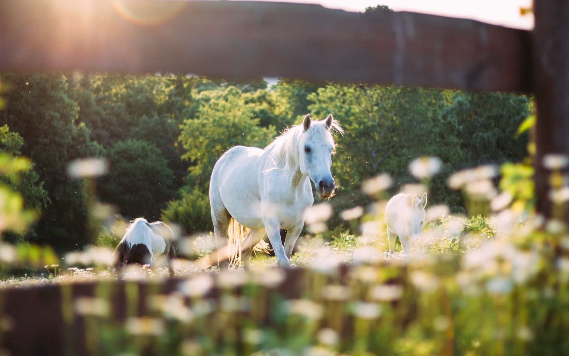 Horse in the Hot Sun