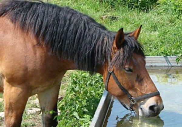 Drinking Horse