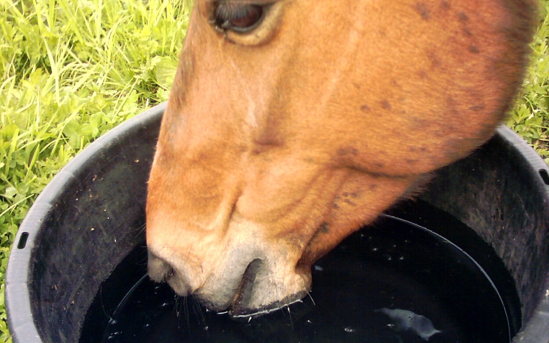 Horse Drinking Water