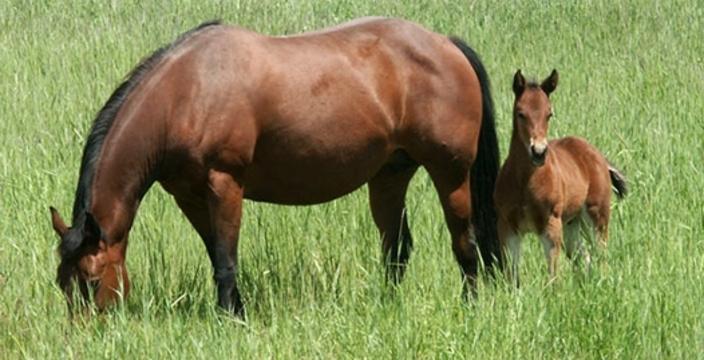 Horse Foraging