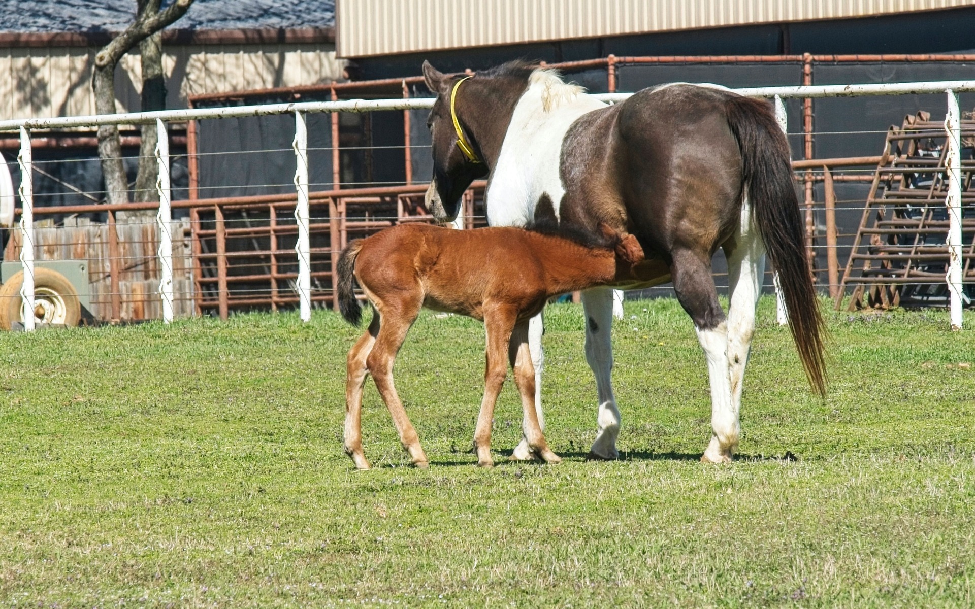 Nursing Foal