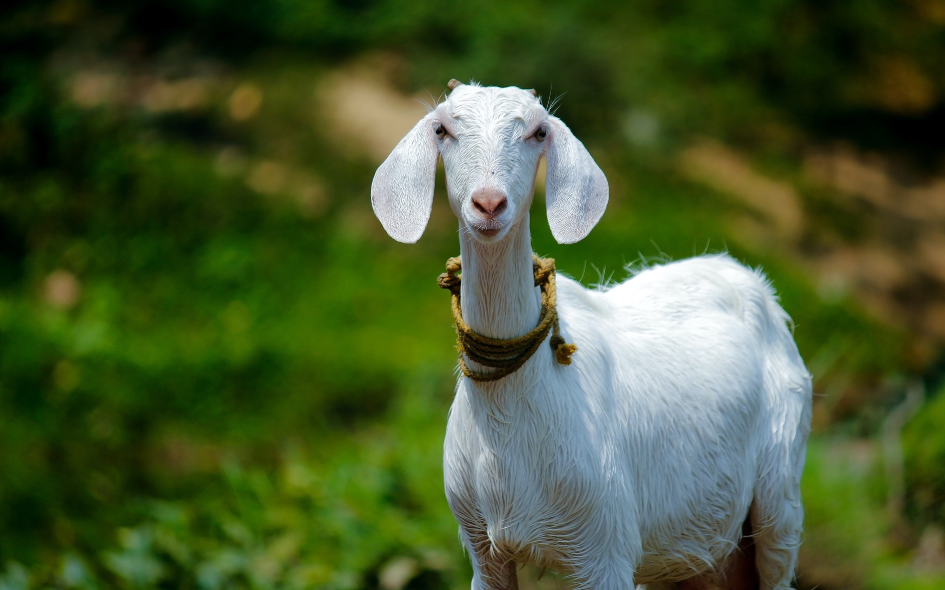 Goat Looking at Camera