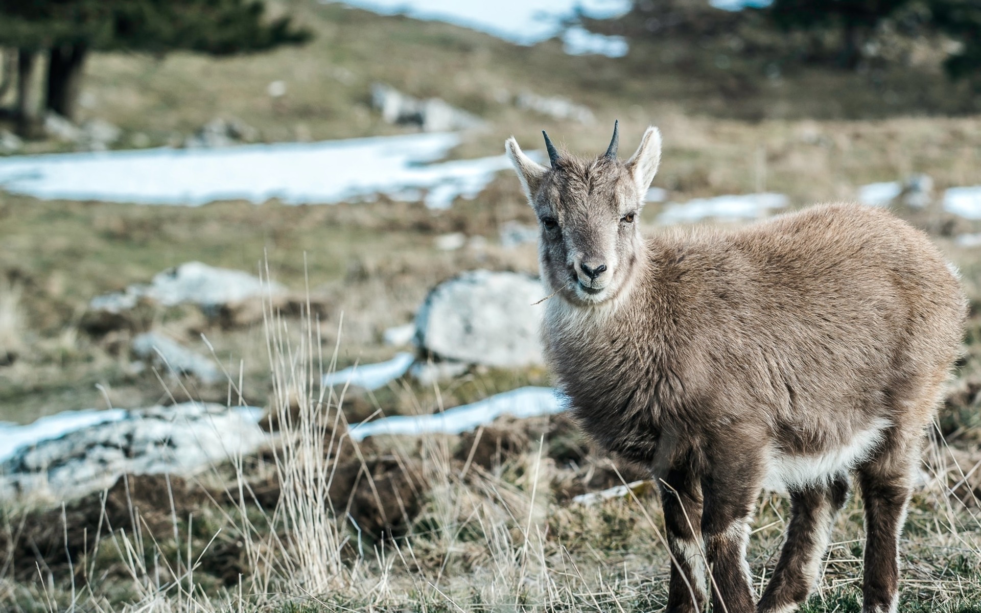 Goat in the Snow