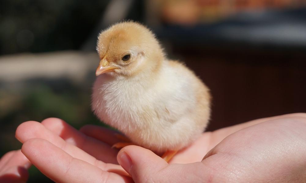 Chick Ready for Purchase