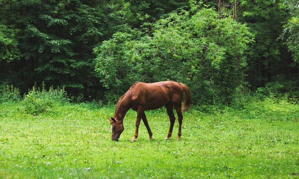 Healthy Horse