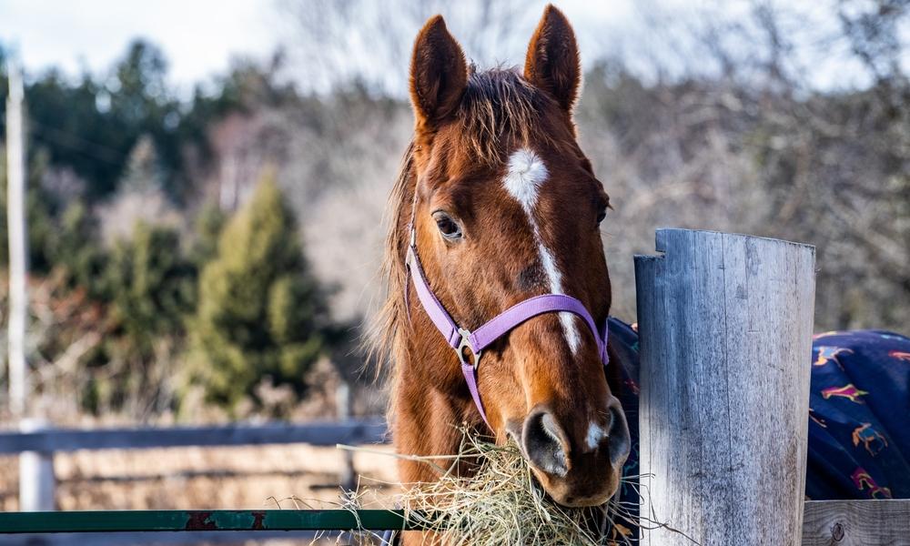 Horse Eating Hay