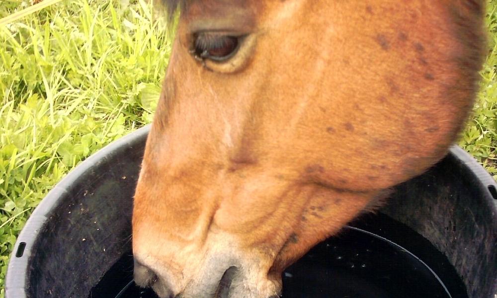 Horse Drinking Water