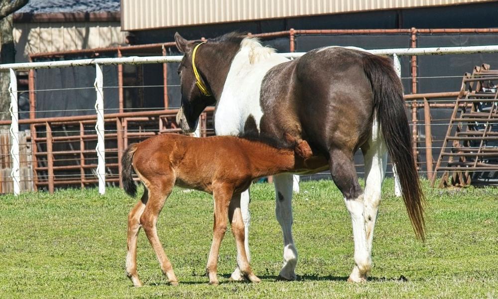 Nursing Foal