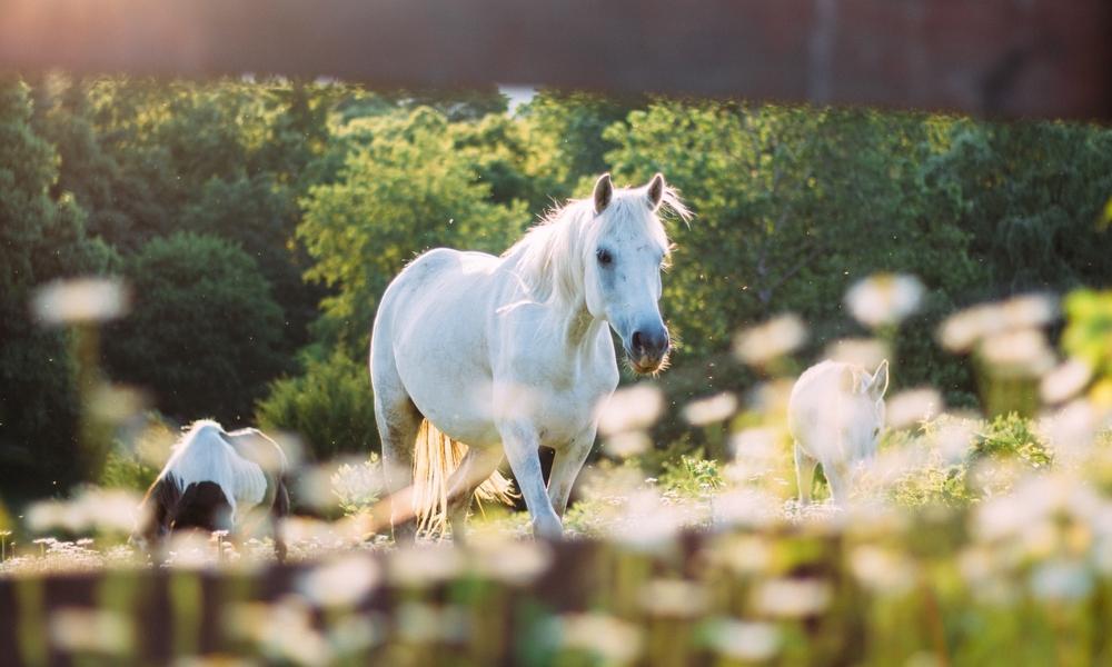 Horse in the Hot Sun