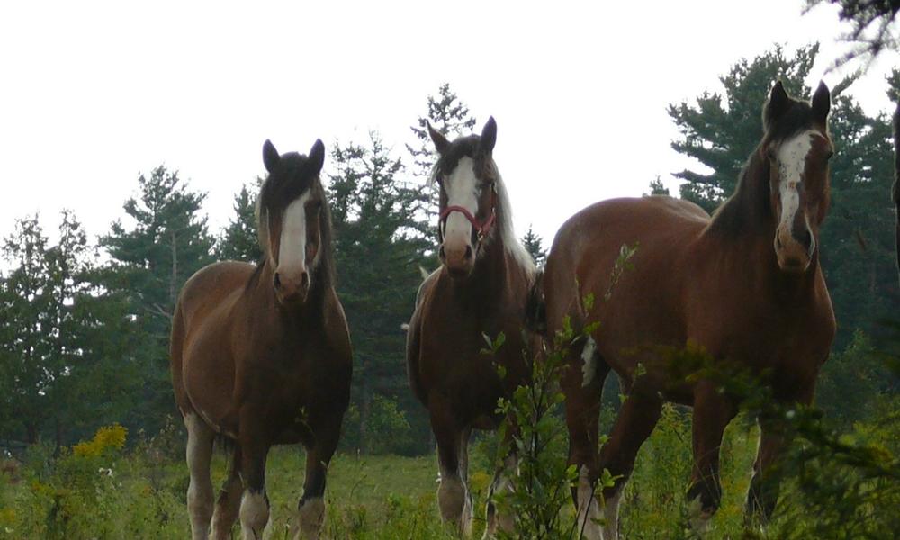 Horses Foraging