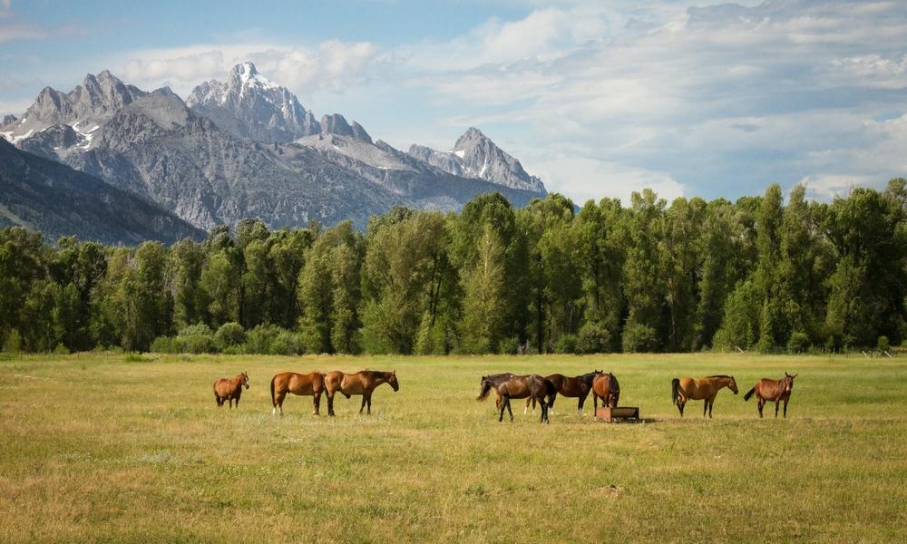 Horses Grazing