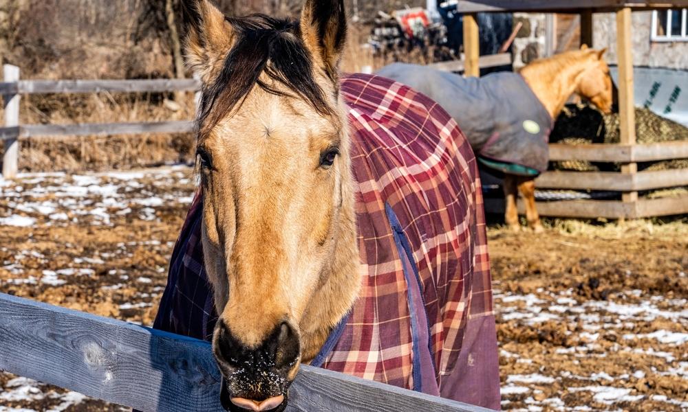 Horse with a winter blanket