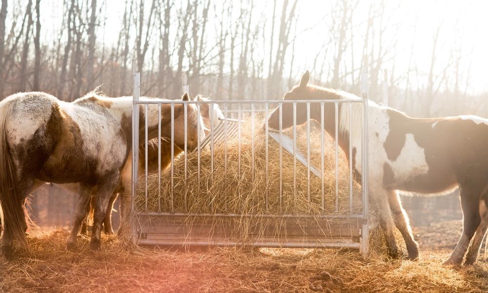 Horse Feed