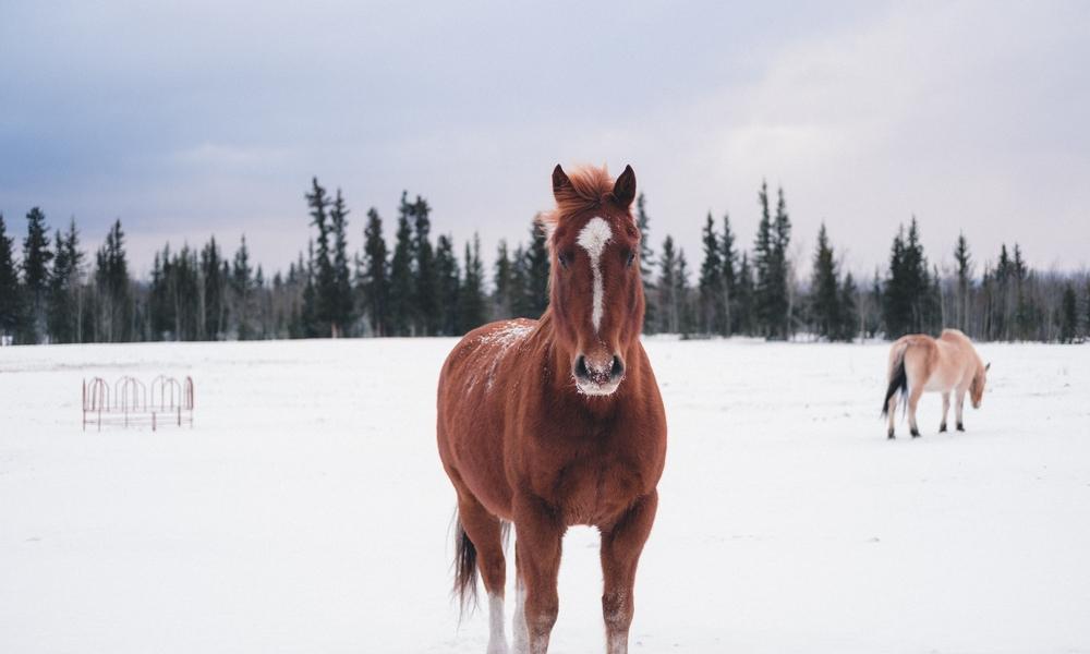 Horse That's Been Winterized