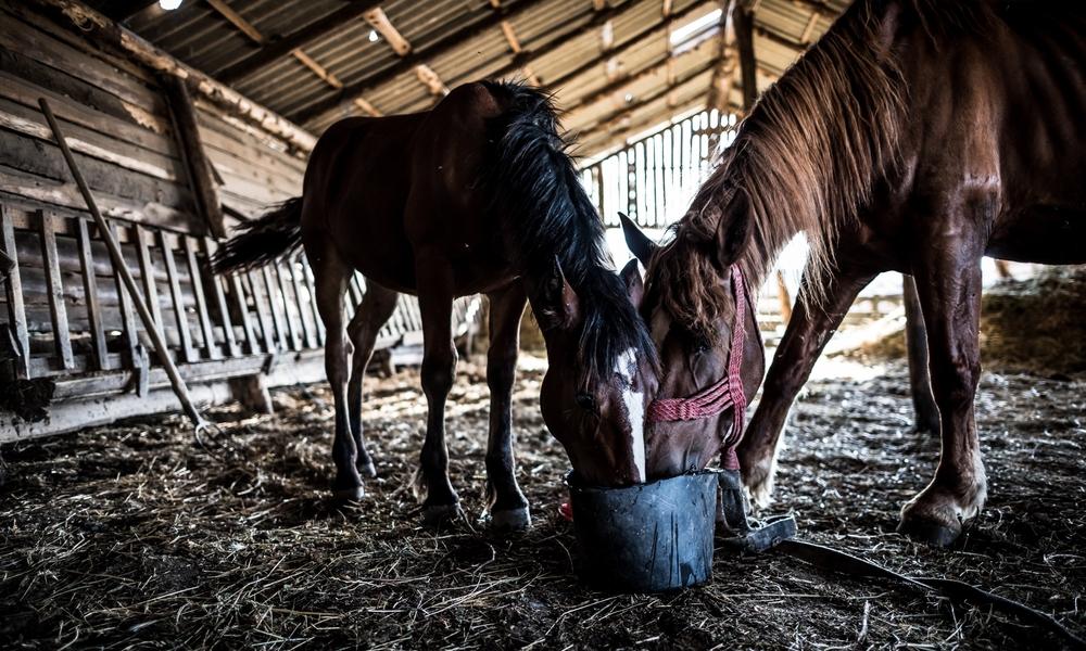 Horse Feed