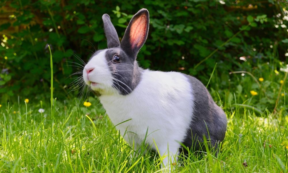 Rabbit Inspecting Grass