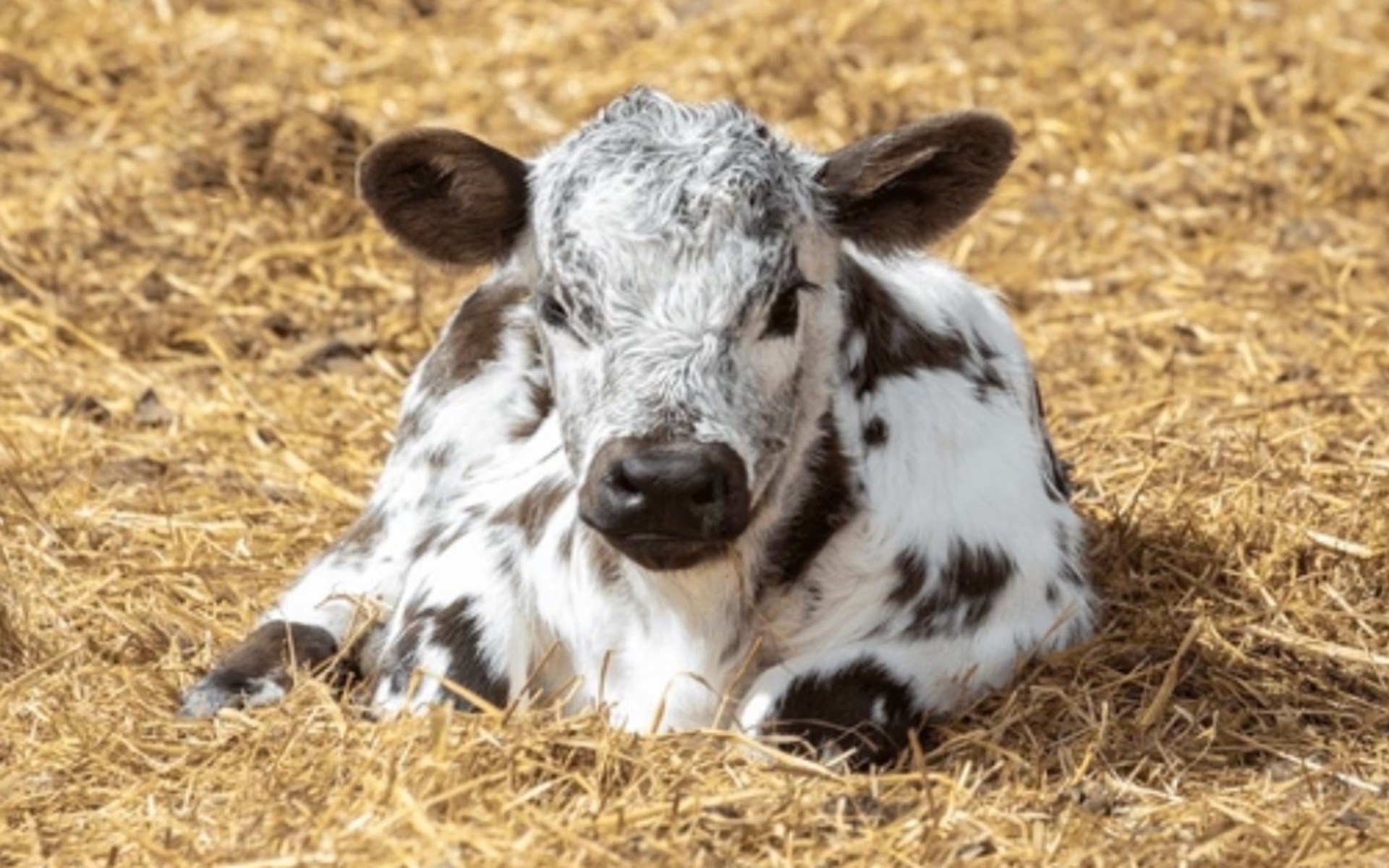 Calf soaking up the sun