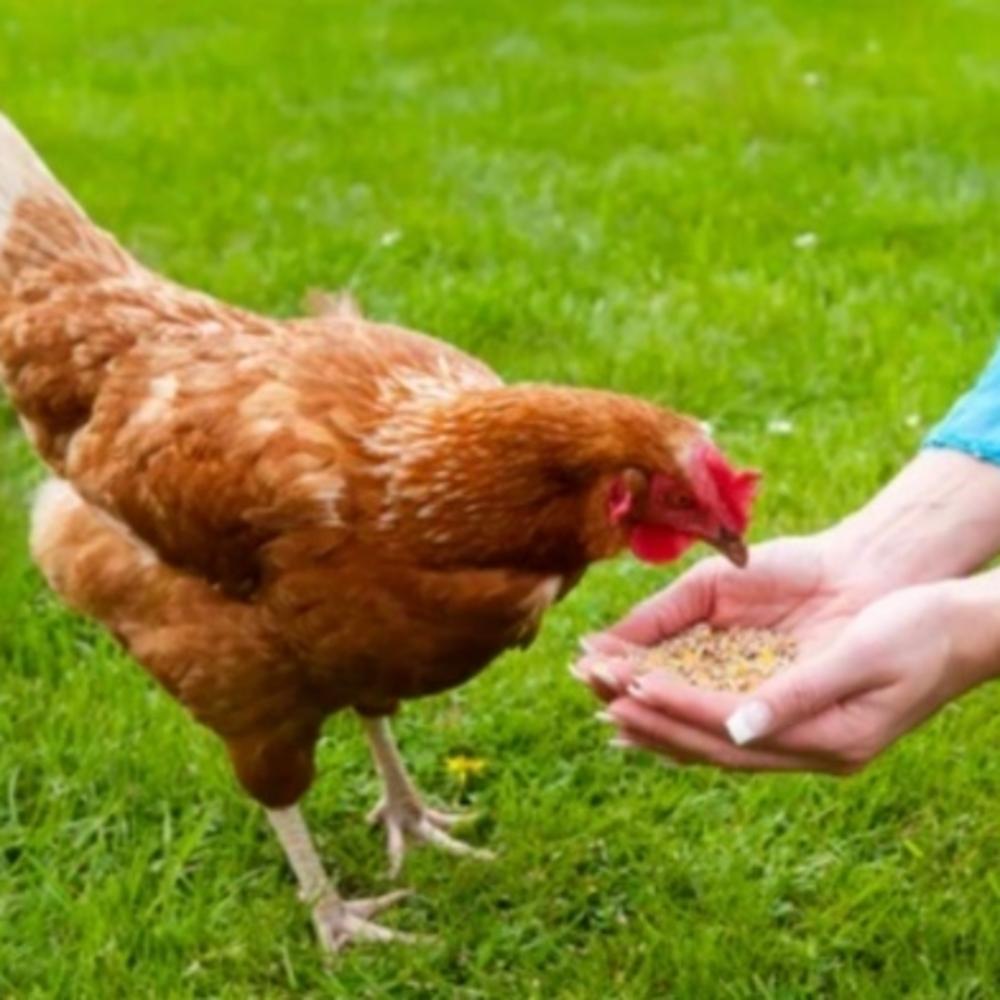 Hen eating Purina feed