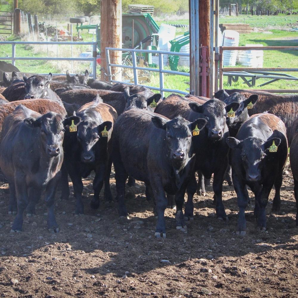 Kittitas Valley Cattle
