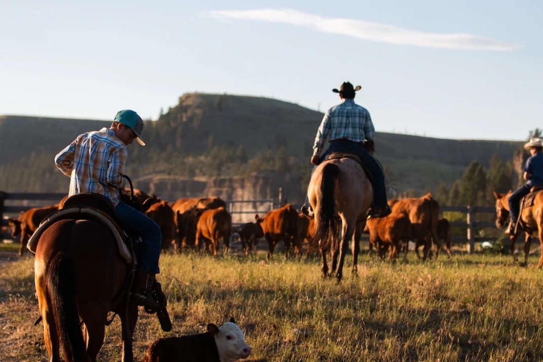 Bringing in the cattle.