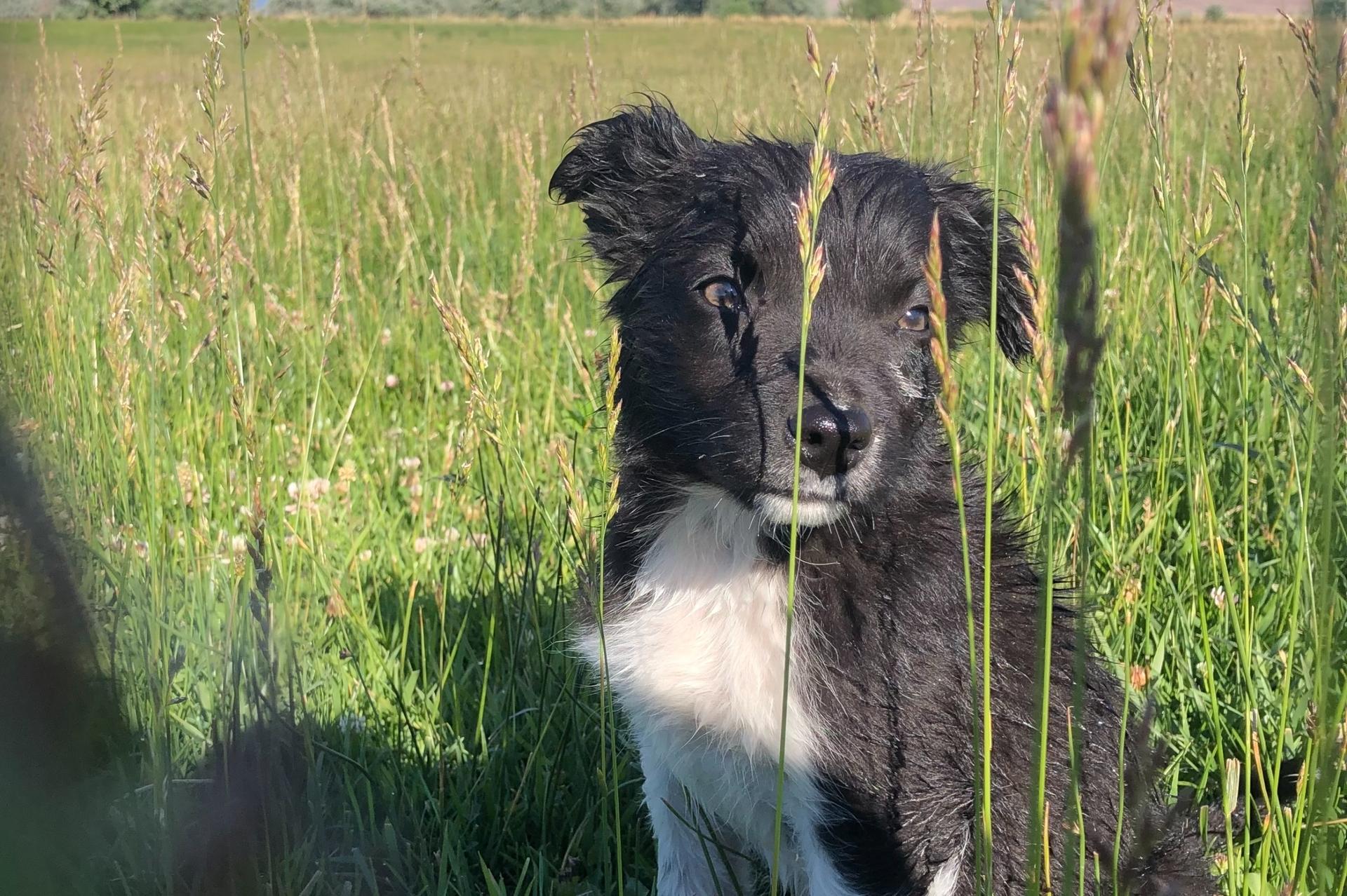 puppy in field playing in water
