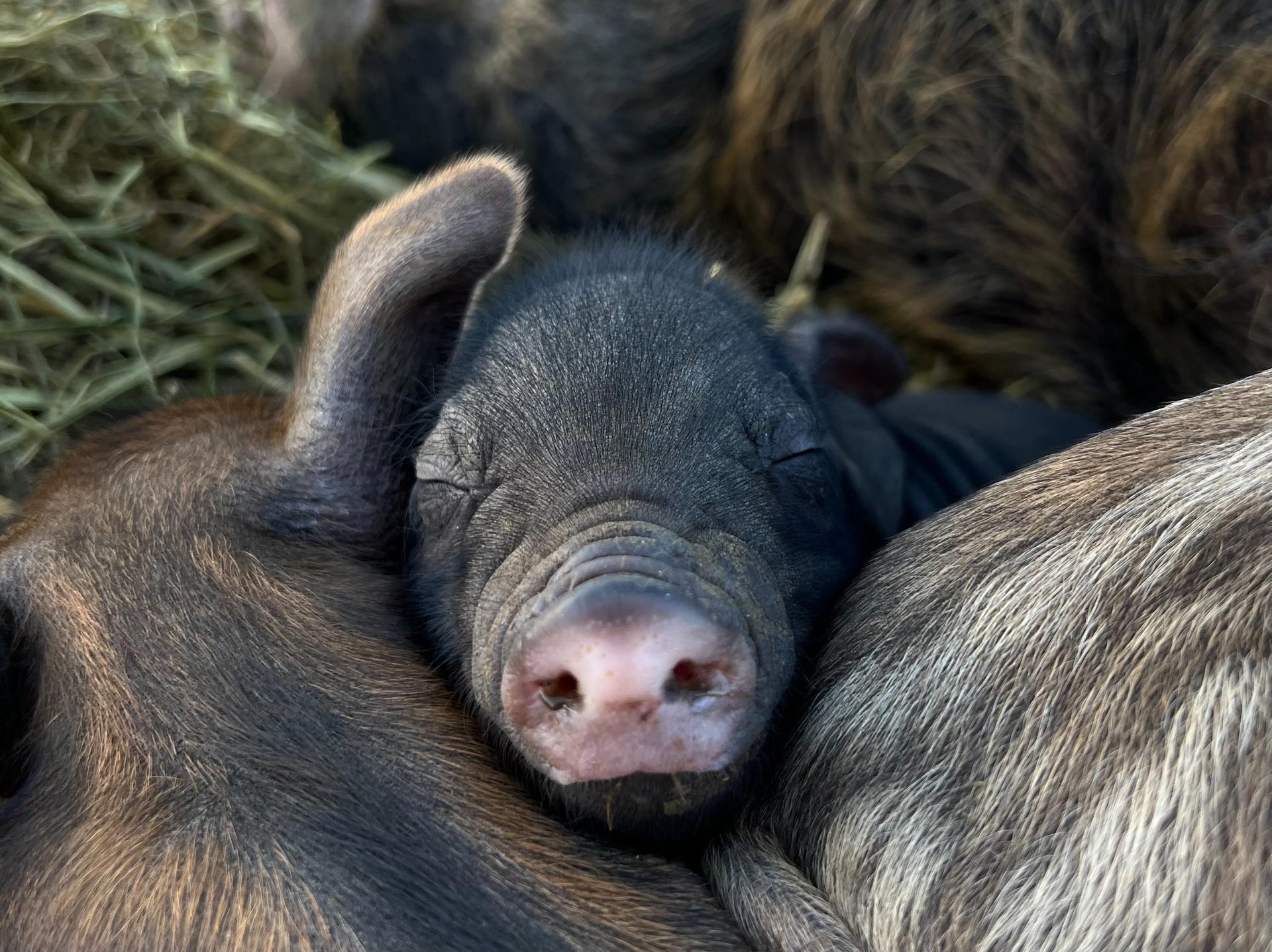baby pig sleeping