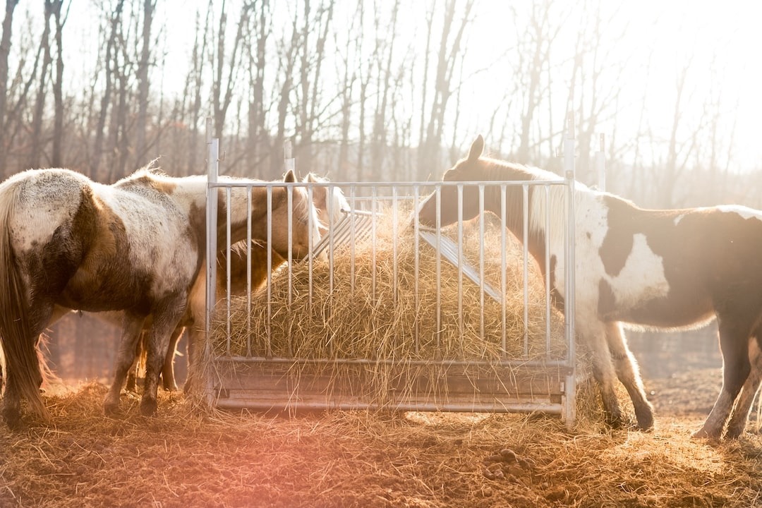 Horses Eating Hay