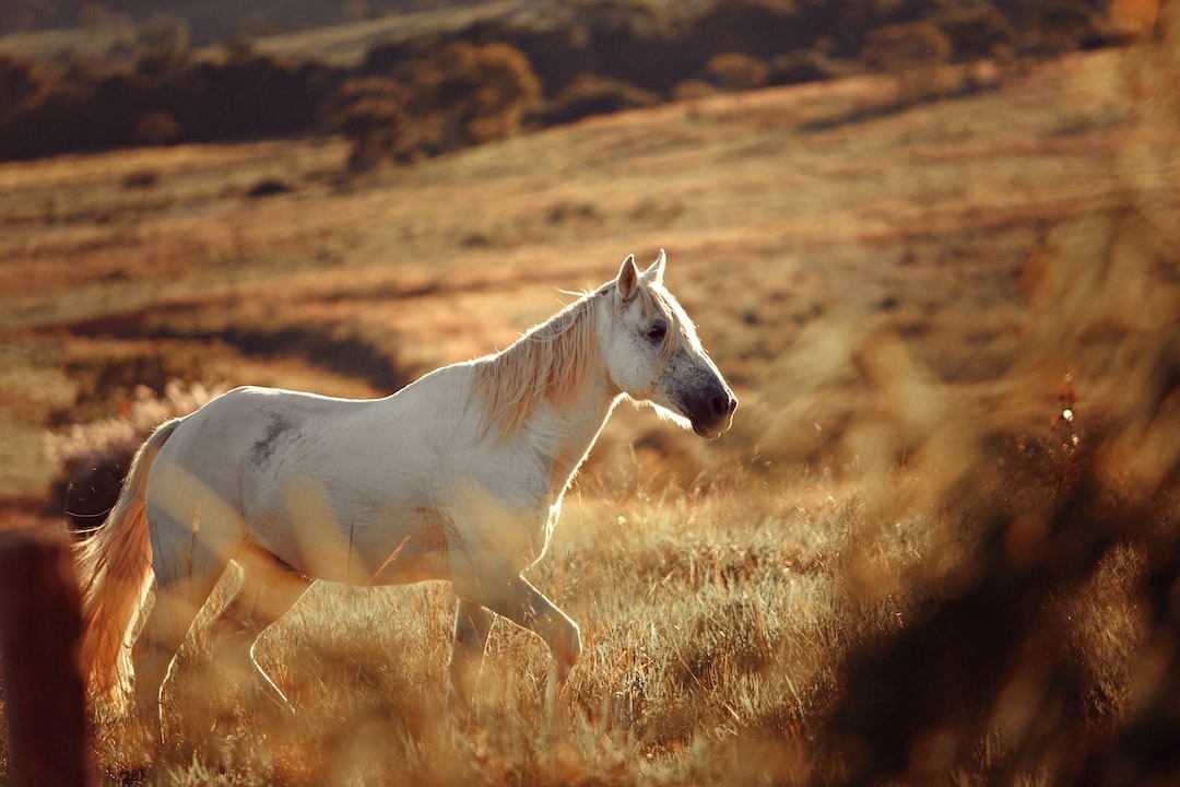 horse running in field