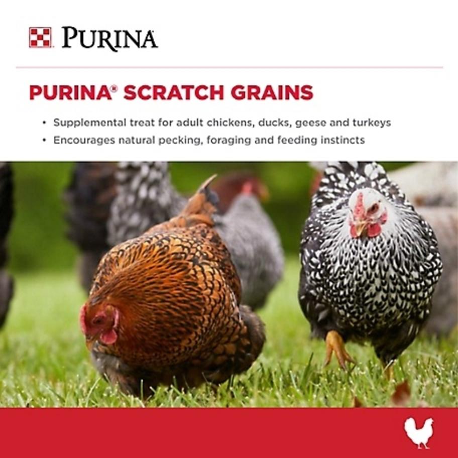 Purina Scratch Grains 25 lb. bac