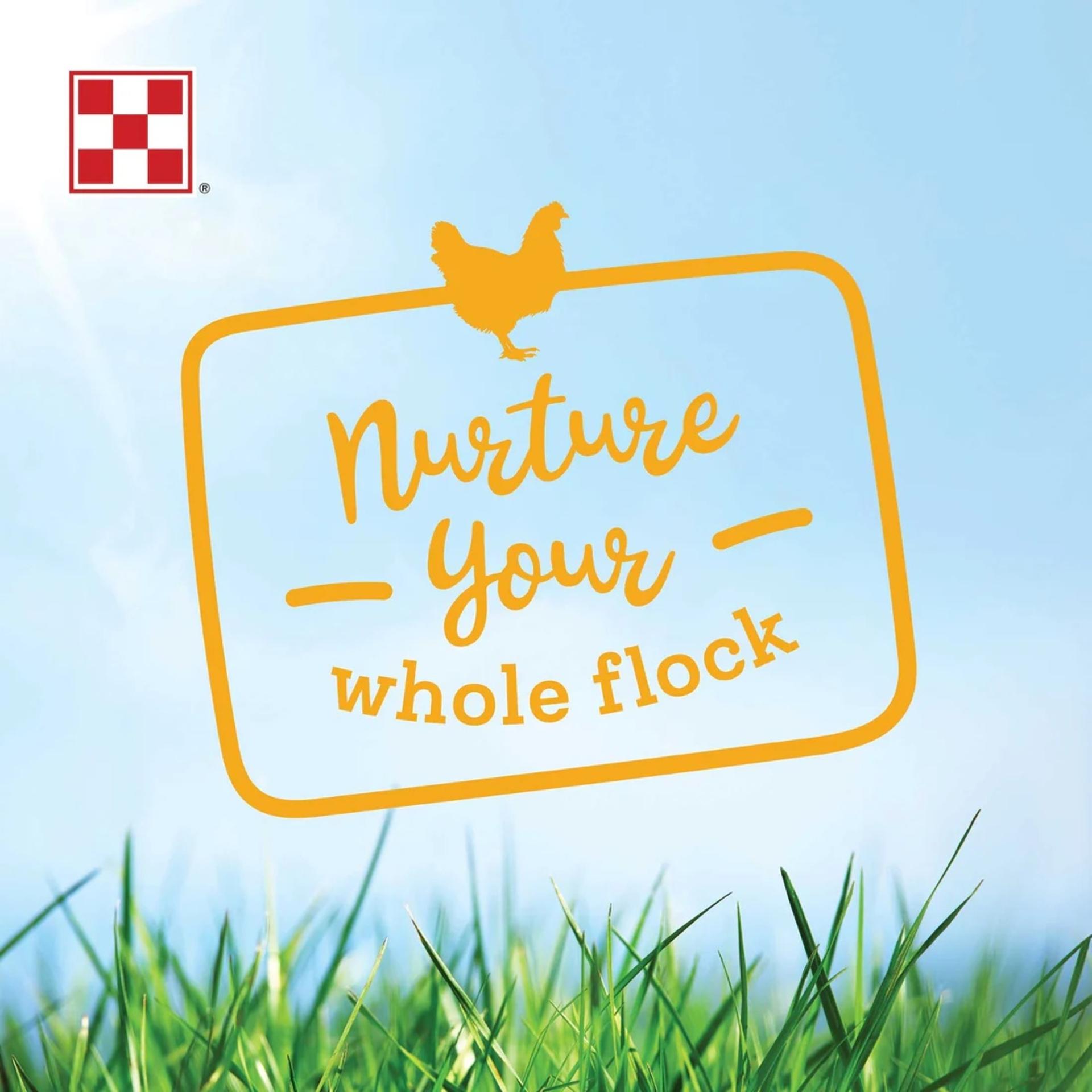 AN_Flock_2021FarmtoFlockHenTreat